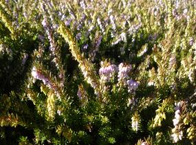 Vřesovec darlejský 'Darley Dale' - Erica darleyensis 'Darley Dale'