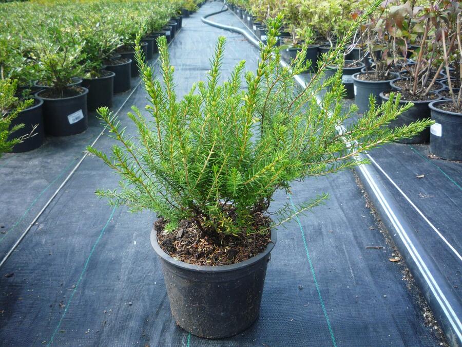 Vřesovec darlejský 'Darley Dale' - Erica darleyensis 'Darley Dale'