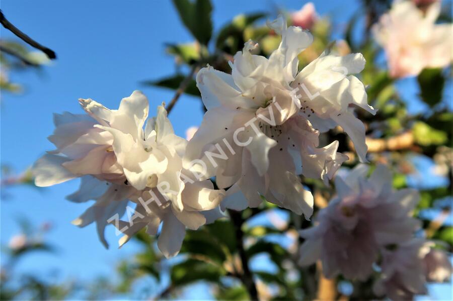 Slivoň vyříznutá 'Oshidori' - Prunus incisa 'Oshidori'