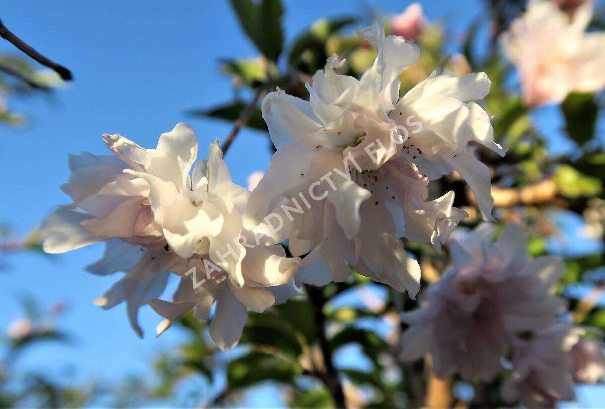 Slivoň vyříznutá 'Oshidori' - Prunus incisa 'Oshidori'