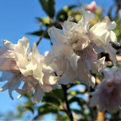 Slivoň vyříznutá 'Oshidori' - Prunus incisa 'Oshidori'