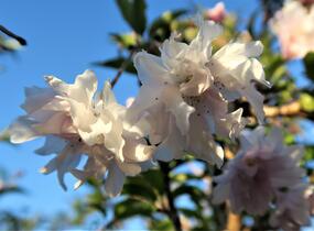 Slivoň vyříznutá 'Oshidori' - Prunus incisa 'Oshidori'