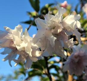 Slivoň vyříznutá 'Oshidori' - Prunus incisa 'Oshidori'