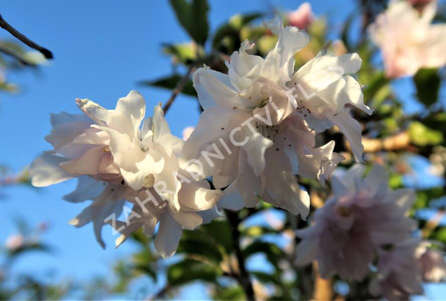 Slivoň vyříznutá 'Oshidori' - Prunus incisa 'Oshidori'