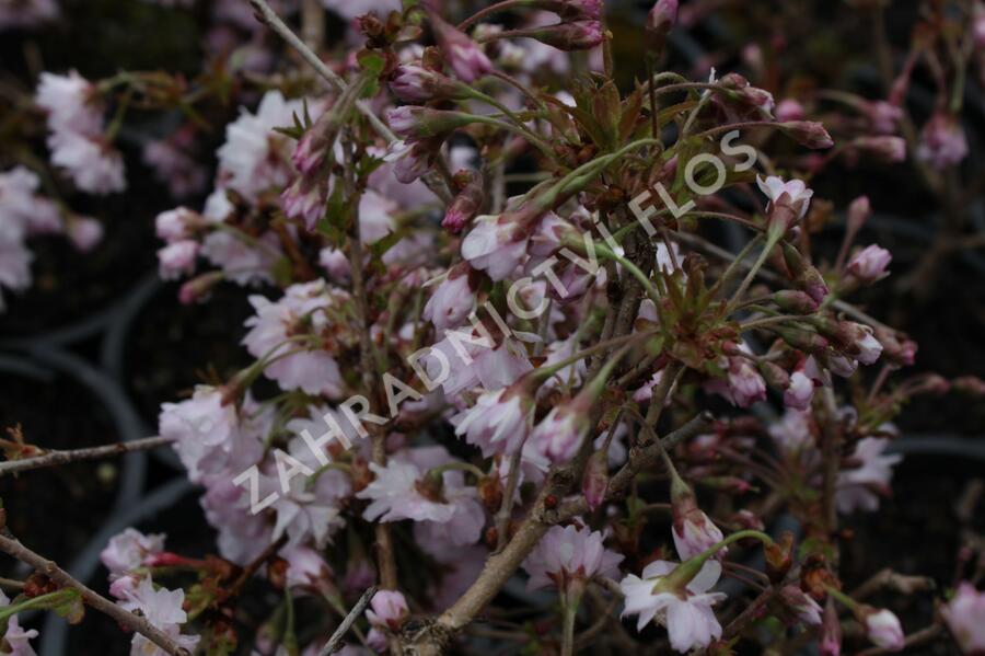 Slivoň vyříznutá 'Oshidori' - Prunus incisa 'Oshidori'
