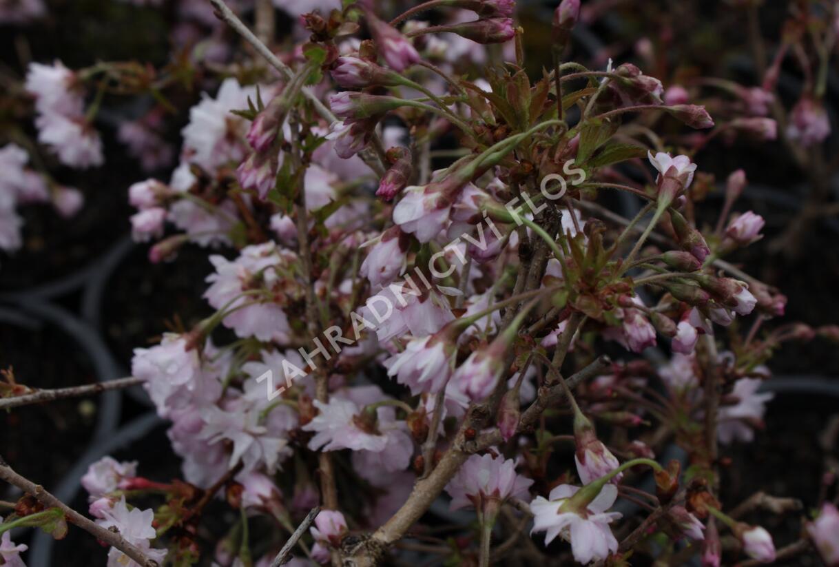 Slivoň vyříznutá 'Oshidori' - Prunus incisa 'Oshidori'