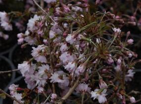 Slivoň vyříznutá 'Oshidori' - Prunus incisa 'Oshidori'