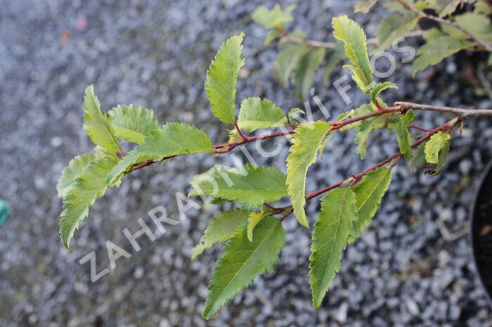 Slivoň vyříznutá 'Mikinori' - Prunus incisa 'Mikinori'