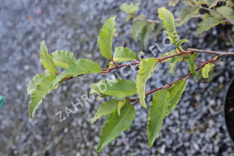 Slivoň vyříznutá 'Mikinori' - Prunus incisa 'Mikinori'