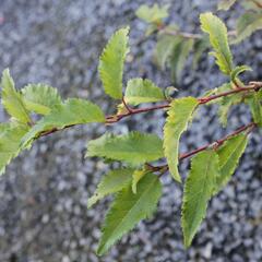 Slivoň vyříznutá 'Mikinori' - Prunus incisa 'Mikinori'
