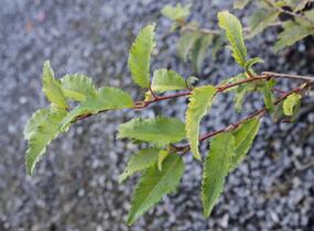 Slivoň vyříznutá 'Mikinori' - Prunus incisa 'Mikinori'