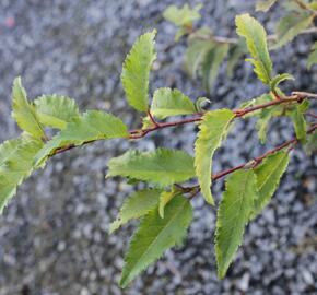 Slivoň vyříznutá 'Mikinori' - Prunus incisa 'Mikinori'