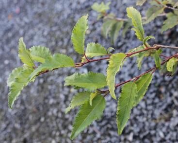 Slivoň vyříznutá 'Mikinori'