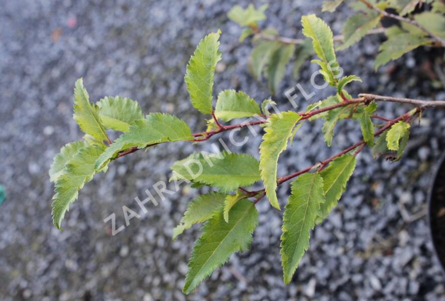 Slivoň vyříznutá 'Mikinori' - Prunus incisa 'Mikinori'