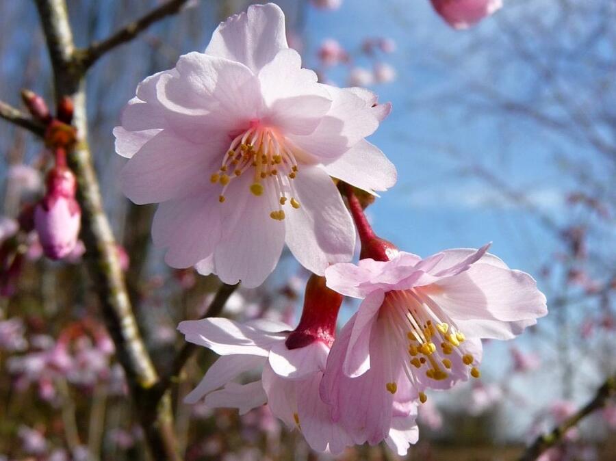 Slivoň vyříznutá 'Mikinori' - Prunus incisa 'Mikinori'