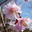 Slivoň vyříznutá 'Mikinori' - Prunus incisa 'Mikinori'