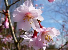 Slivoň vyříznutá 'Mikinori' - Prunus incisa 'Mikinori'