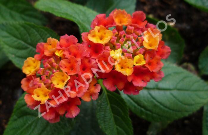 Libora měňavá 'Esperanta Red' - Lantana camara 'Esperanta Red'