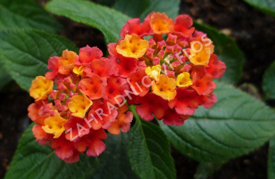 Libora měňavá 'Esperanta Red' - Lantana camara 'Esperanta Red'