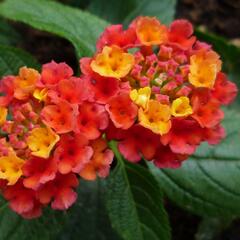 Libora měňavá 'Esperanta Red' - Lantana camara 'Esperanta Red'