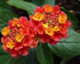 Libora měňavá 'Esperanta Red'