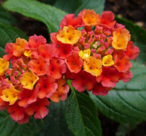 Libora měňavá 'Esperanta Red' - Lantana camara 'Esperanta Red'