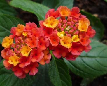 Libora měňavá 'Esperanta Red'