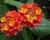 Libora měňavá 'Esperanta Red'