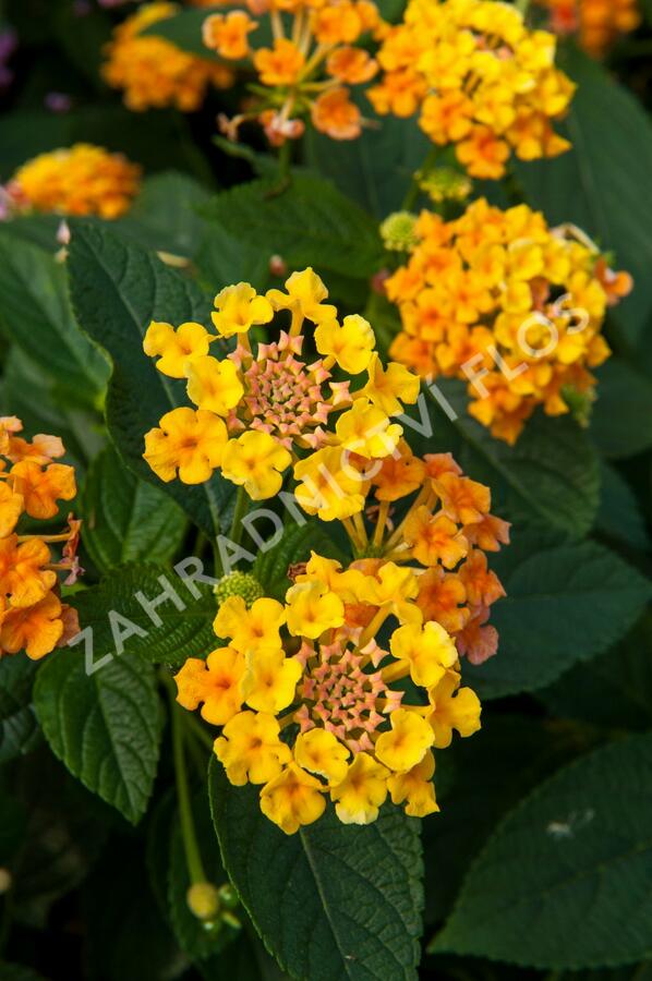 Libora měňavá 'Esperanta Orange' - Lantana camara 'Esperanta Orange'