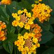 Libora měňavá 'Esperanta Orange' - Lantana camara 'Esperanta Orange'