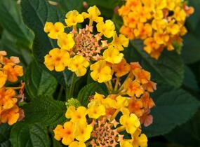 Libora měňavá 'Esperanta Orange' - Lantana camara 'Esperanta Orange'