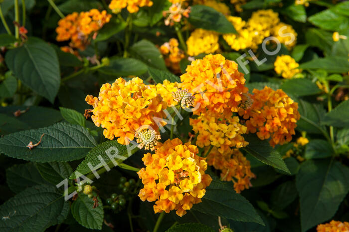 Libora měňavá 'Esperanta Orange' - Lantana camara 'Esperanta Orange'