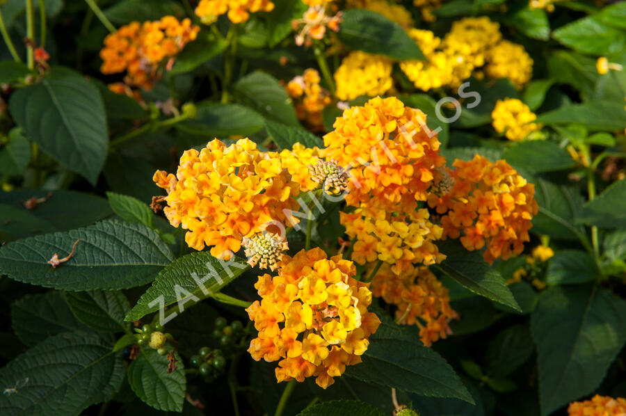 Libora měňavá 'Esperanta Orange' - Lantana camara 'Esperanta Orange'