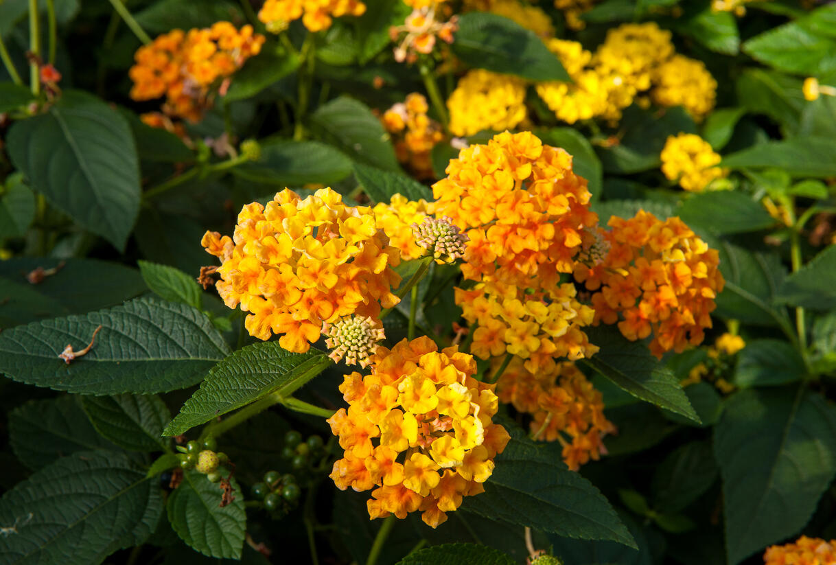 Libora měňavá 'Esperanta Orange' - Lantana camara 'Esperanta Orange'