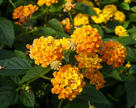 Libora měňavá 'Esperanta Orange'