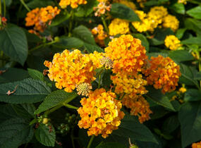 Libora měňavá 'Esperanta Orange' - Lantana camara 'Esperanta Orange'