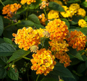 Libora měňavá 'Esperanta Orange' - Lantana camara 'Esperanta Orange'