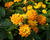 Libora měňavá 'Esperanta Orange'