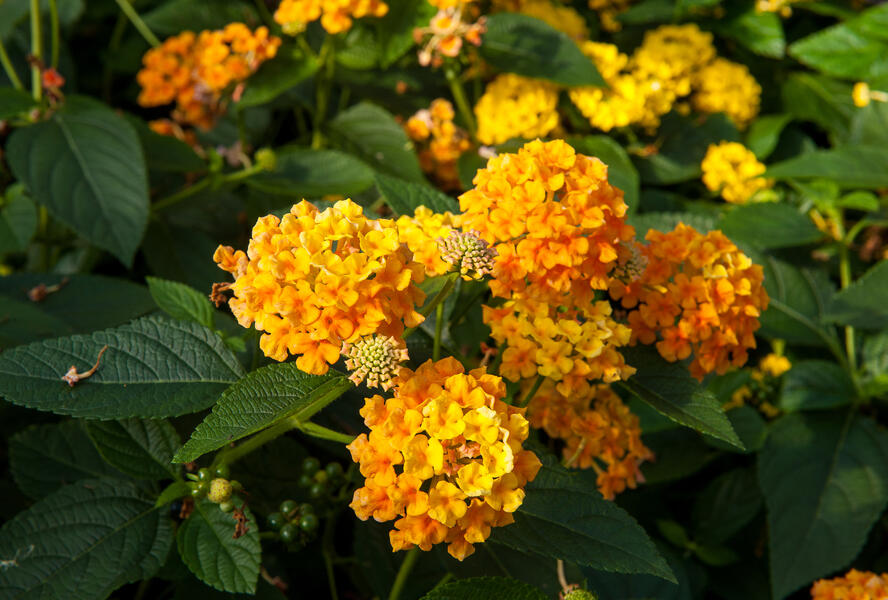 Libora měňavá 'Esperanta Orange' - Lantana camara 'Esperanta Orange'