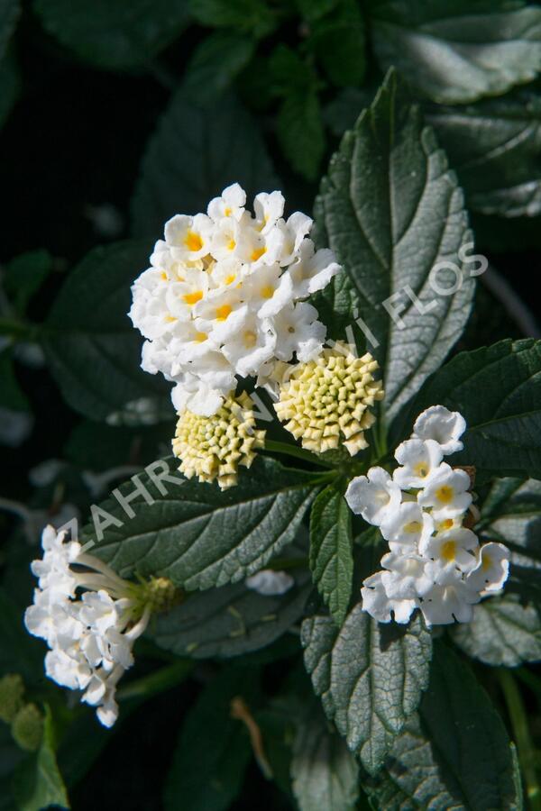 Libora měňavá 'Esperanta White' - Lantana camara 'Esperanta White'