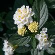 Libora měňavá 'Esperanta White' - Lantana camara 'Esperanta White'
