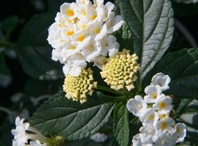 Libora měňavá 'Esperanta White' - Lantana camara 'Esperanta White'