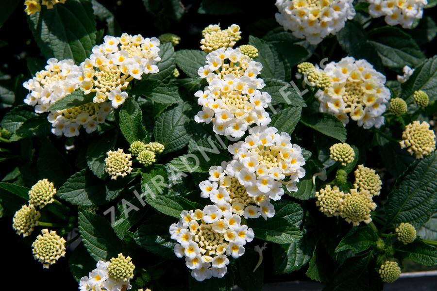 Libora měňavá 'Esperanta White' - Lantana camara 'Esperanta White'