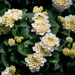 Libora měňavá 'Esperanta White' - Lantana camara 'Esperanta White'