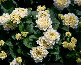 Libora měňavá 'Esperanta White'