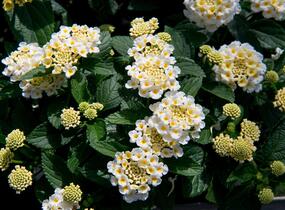 Libora měňavá 'Esperanta White' - Lantana camara 'Esperanta White'