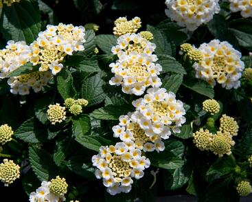 Libora měňavá 'Esperanta White'