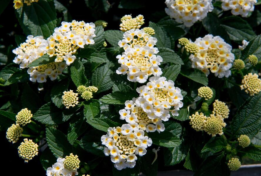Libora měňavá 'Esperanta White' - Lantana camara 'Esperanta White'