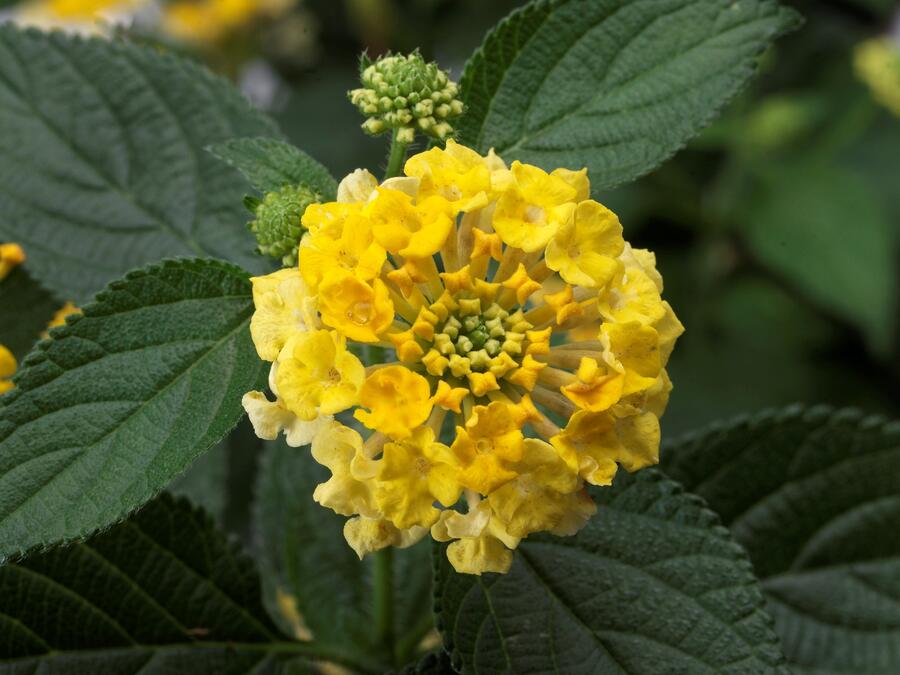 Libora měňavá 'Bandana Yellow' - Lantana camara 'Bandana Yellow'