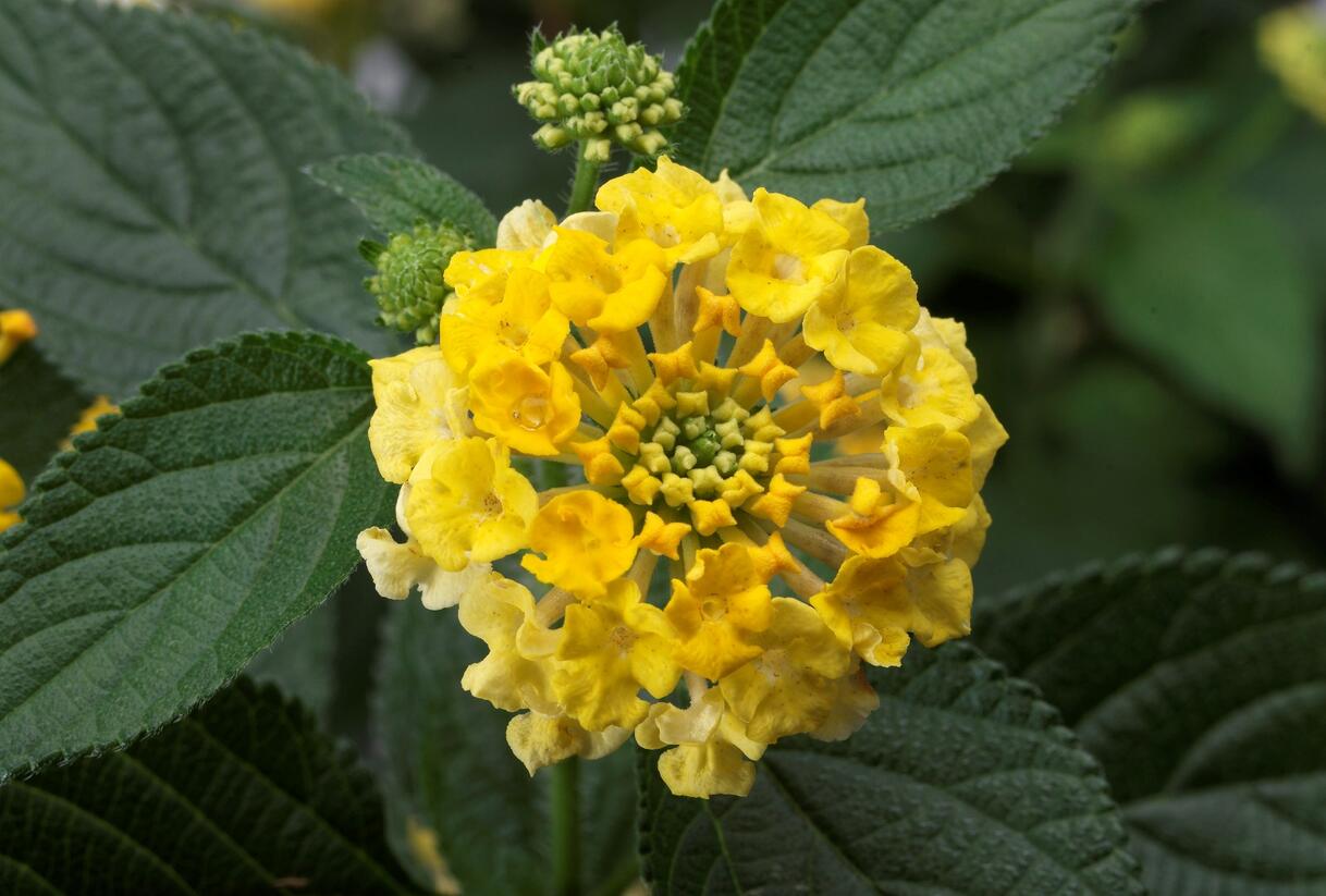 Libora měňavá 'Bandana Yellow' - Lantana camara 'Bandana Yellow'